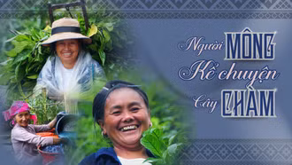 Người Mông kể chuyện cây chàm