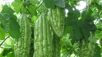 Trồng mướp đắng cho thu nhập ổn định