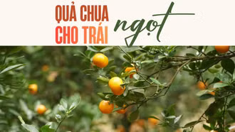 Quả chua cho “trái ngọt”