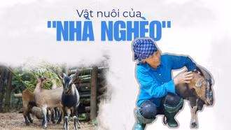 Vật nuôi của nhà nghèo