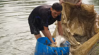 Họ phân loại to, nhỏ, giống cá để thỏa thuận giá bán với tư thương.