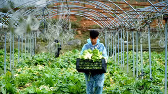 Khám phá những vườn rau tiền tỷ