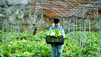 Khám phá những vườn rau tiền tỷ