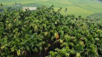 Người dân Phú Nhuận thu nhập cao từ trồng cau