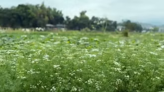 Hương Tết trên cánh đồng mùi già 