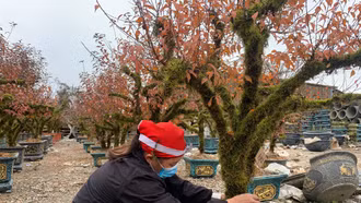 Make up cho cây nghề hot dịp Tết