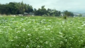 Hương Tết trên cánh đồng mùi già