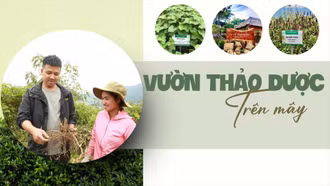 Vườn thảo dược trên mây