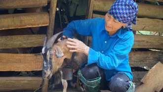 Vật nuôi của nhà nghèo 