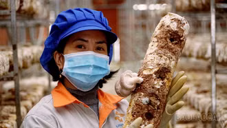 Khám phá thủ phủ nấm hương chất lượng cao Sa Pa