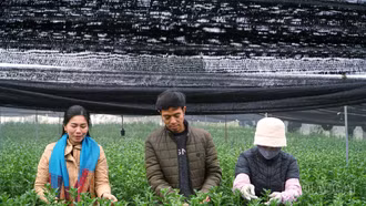 Nhọc nhằn với những mùa hoa