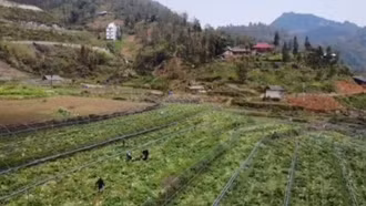 Nông dân Sa Pa thu hoạch rau Trạng Quỳnh