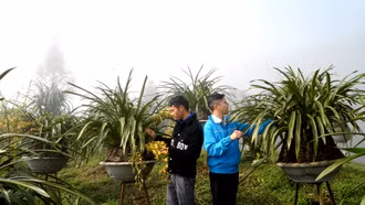 Lan trần mộng đem lại nguồn thu nhập tốt cho nhiều hộ nông dân Sa Pa.