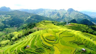 Vẻ đẹp Quán Dín Ngài mùa lúa chín