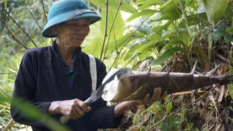 Giấc mơ đưa măng bói vươn xa