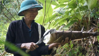 Giấc mơ đưa măng bói vươn xa