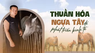 Thuần hóa “ngựa Tây” để phát triển kinh tế