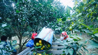  Phúc Khánh mùa cam chín