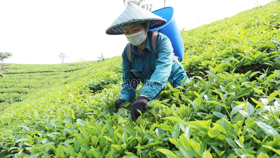 Nông dân Mường Khương thu gần 68 tỷ đồng từ chè xuân