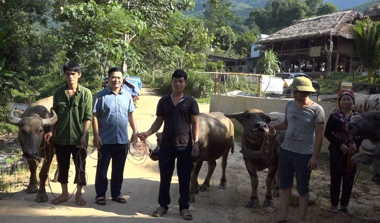 Uỷ ban MTTQ Việt Nam huyện Bảo Yên trao trâu giống cho các hộ dân.jpg