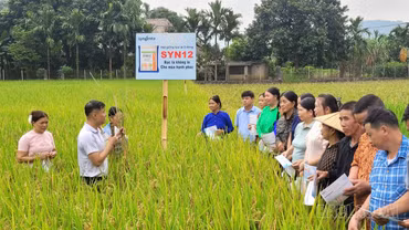 Lâm Thượng đánh giá giống lúa lai SYN12 trên đồng ruộng