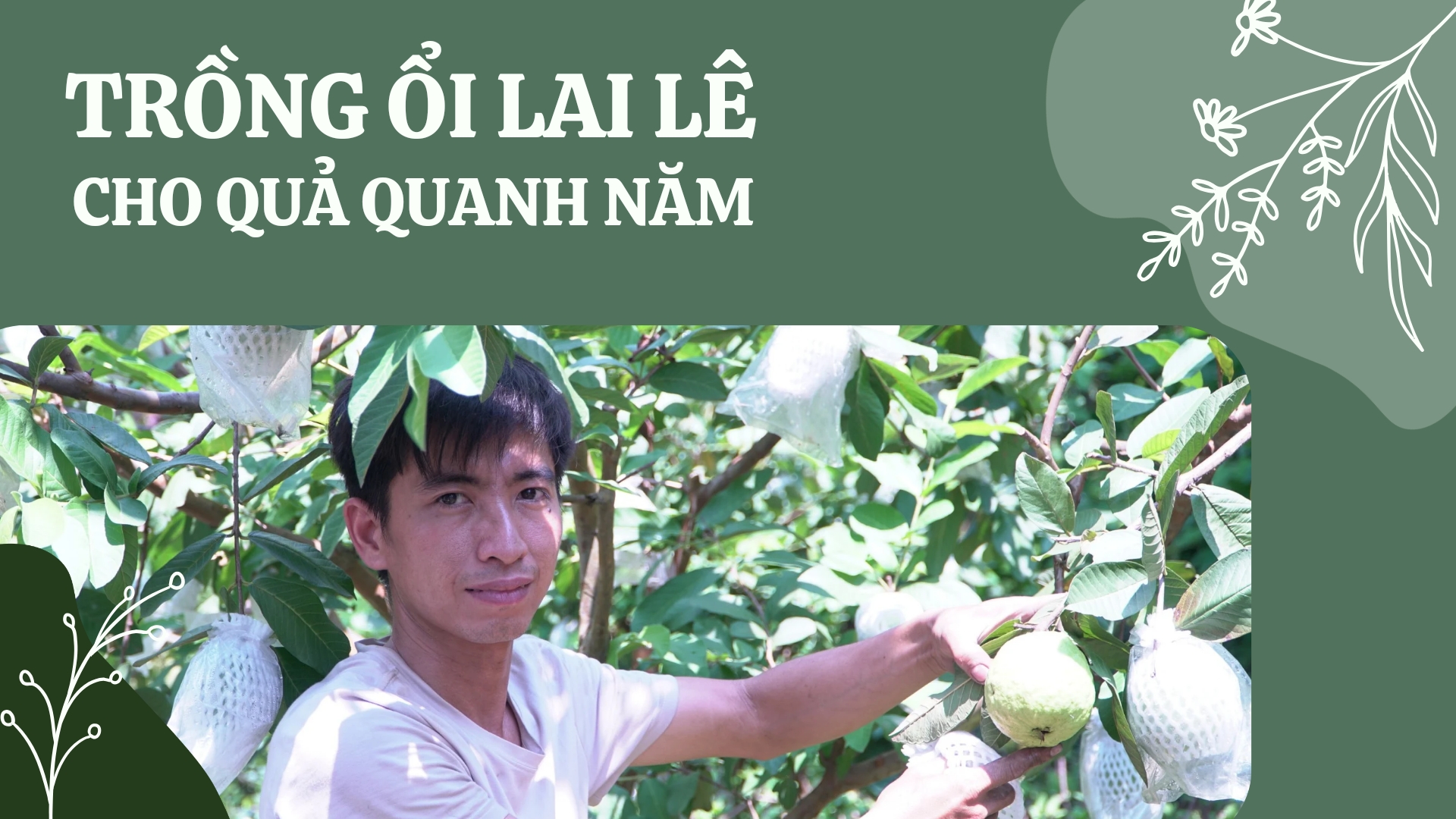 Trồng ổi lai lê cho quả quanh năm