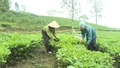 Vùng chè Bản Lầu gặp khó về đầu ra