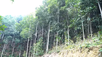 Châu Quế chuyển mình