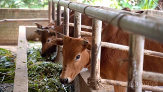 Đòn bẩy giảm nghèo ở Mỏ Vàng