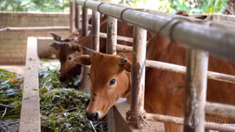 Đòn bẩy giảm nghèo ở Mỏ Vàng