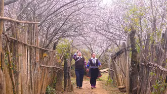 Sắc đào Lùng Cúng - bản tình ca của núi rừng Tây Bắc