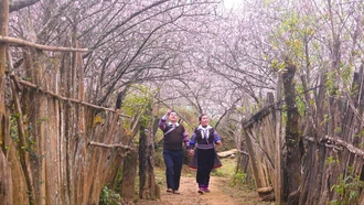 Sắc đào Lùng Cúng - bản tình ca của núi rừng Tây Bắc