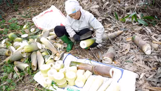 Xã Hưng Khánh dự kiến thu 80 tỷ đồng từ măng tre Bát độ