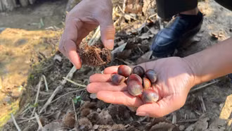 Cây dẻ và tiềm năng phát triển tại Si Ma Cai