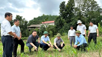 Trung ương Hội Nông dân thăm cánh đồng vụ đông tại Xuân Thượng