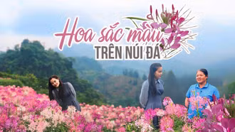 Hoa sắc màu trên núi đá