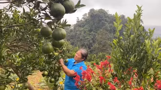 Người trồng quýt Mường Khương mong được mùa - được giá 