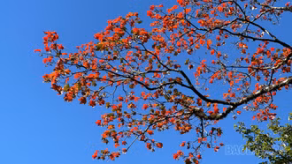 [Ảnh] Khu rừng cổ tích trên cung đường đá cổ Pavie