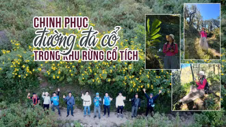 Chinh phục đường đá cổ trong khu rừng cổ tích