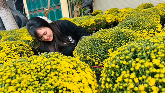 Vườn cúc rộn ràng trước thềm xuân