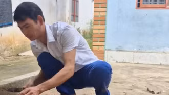 Khoai môn 3 kg/củ trở thành sản phẩm phát triển kinh tế cho người dân