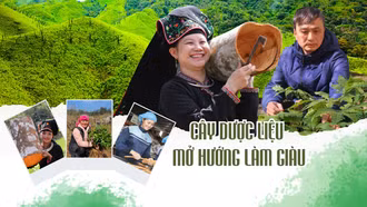 Cây dược liệu mở hướng làm giàu