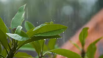 Dự báo mưa lớn trên địa bàn tỉnh Lào Cai