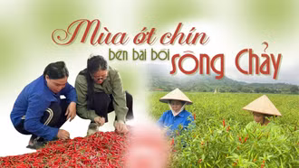 Mùa ớt chín bên bãi bồi sông Chảy