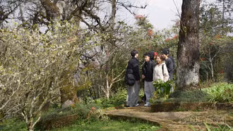 Hoa đào Sa Pa đón xuân