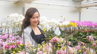 Cùng lan hồ điệp đón xuân