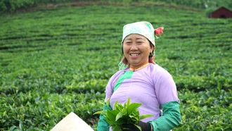 Ảnh: Tảo tần trên nương chè Lùng Vai