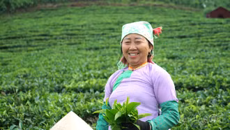 [Ảnh] Tảo tần trên nương chè Lùng Vai