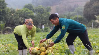 [Ảnh] Mùa thu hoạch dưa bở ở thôn Báu