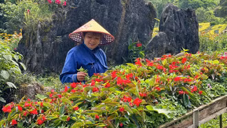 Hàm Rồng rực rỡ sắc hoa